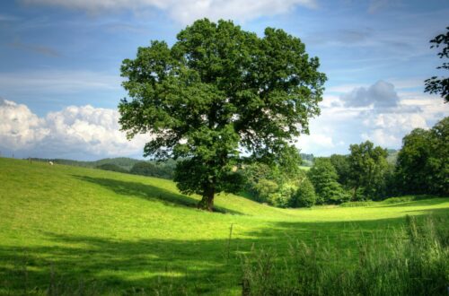 Tree in a grassy meadow